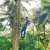 Stainless Steel Coconut Tree Climber With Harness 150 kg Weighting Capacity (Max) for Climbing Coconut Tree